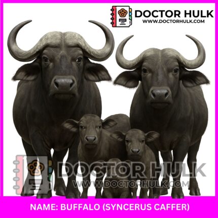 Buffalo