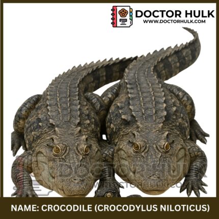 Crocodile