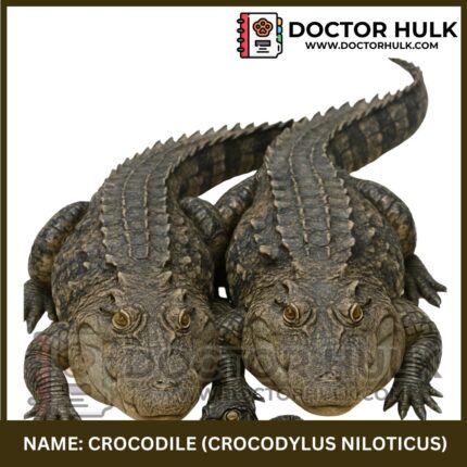 Crocodile
