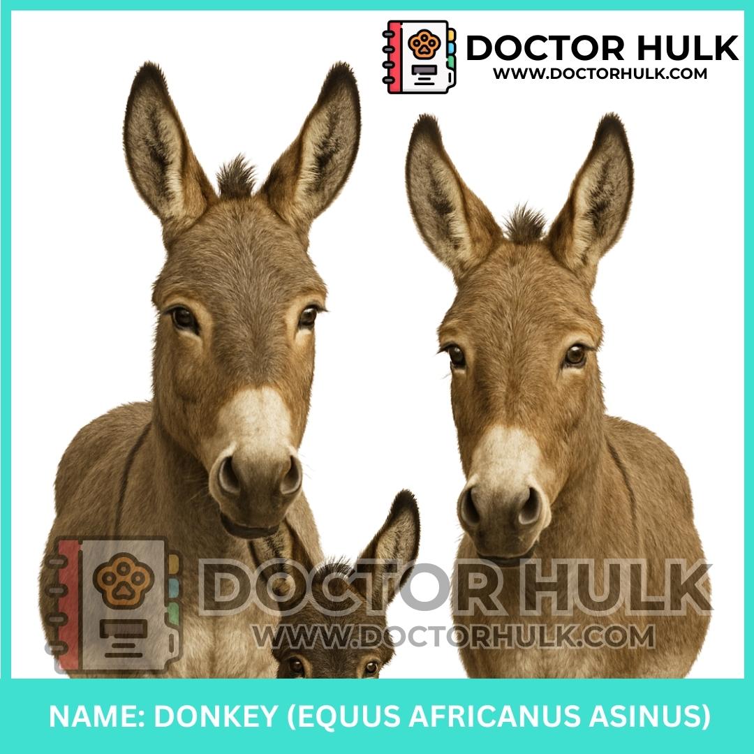Donkey