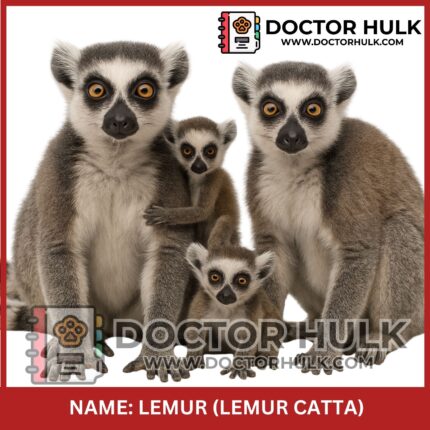 Lemur