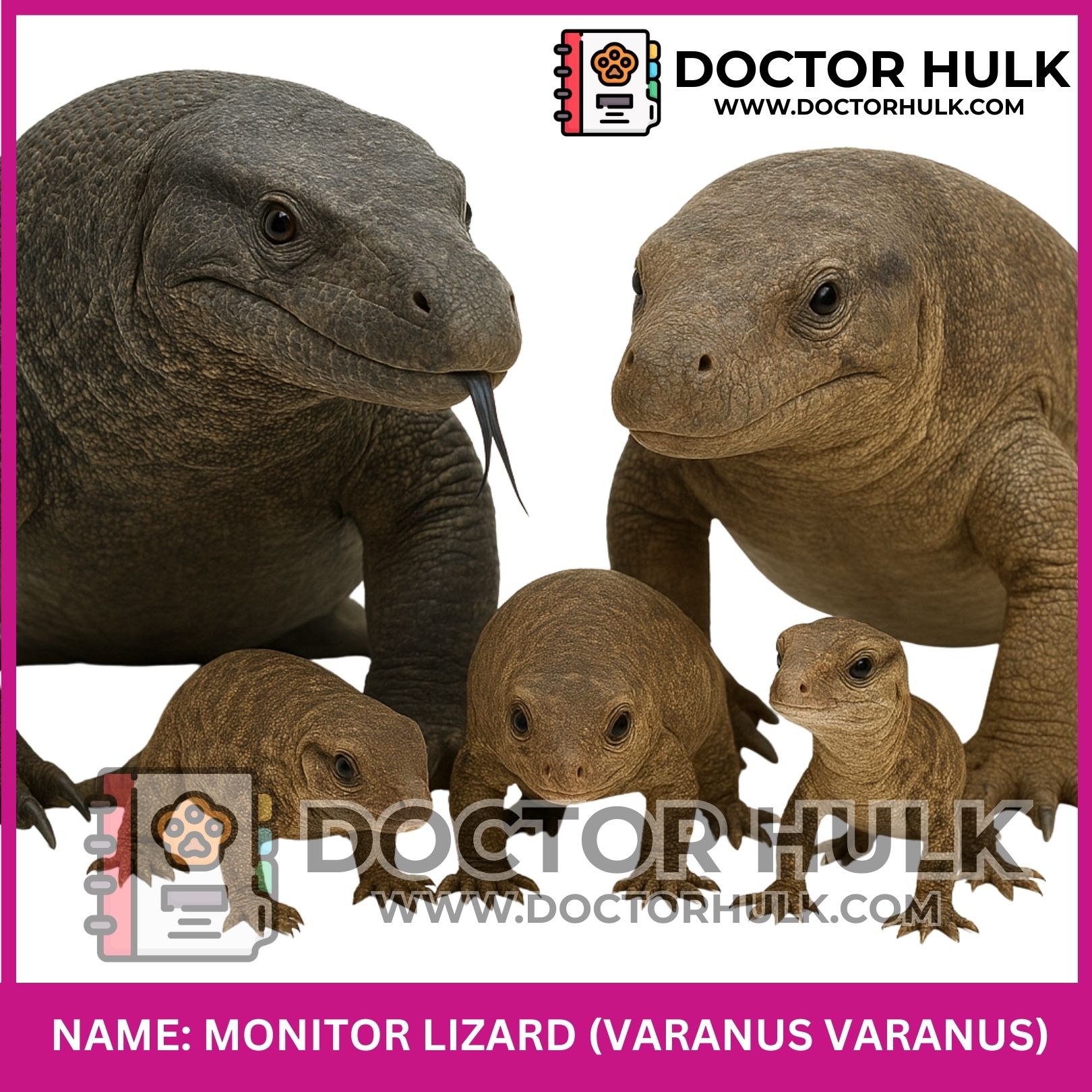 Monitor Lizard_20250925_110907_0078