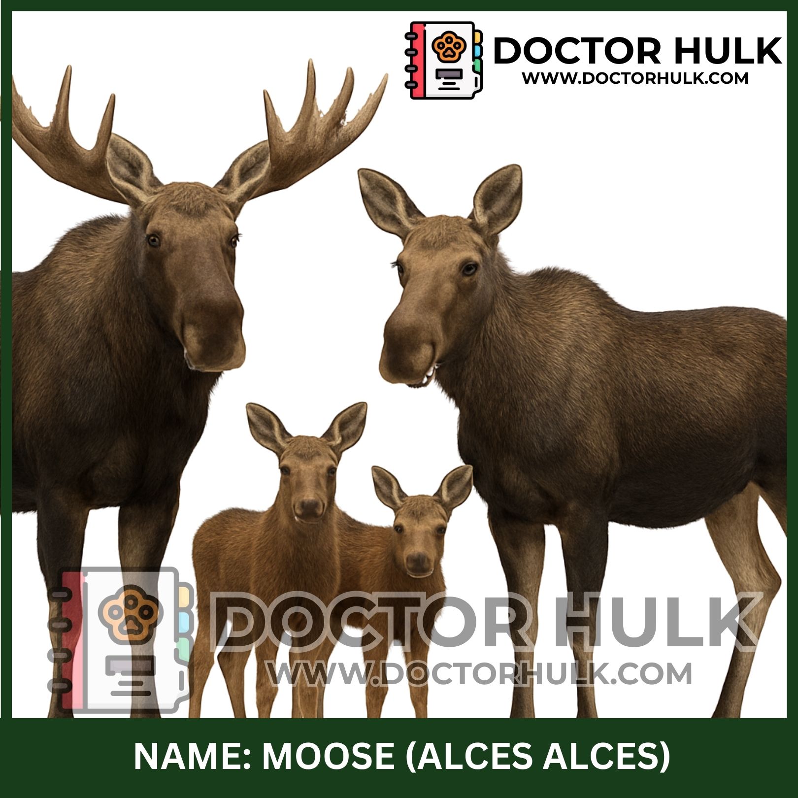Moose_20250925_110906_0075