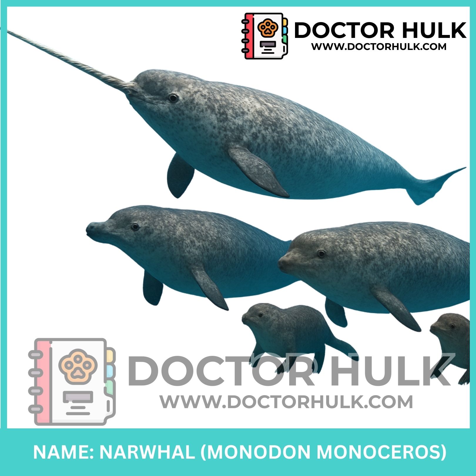 Narwhal_20250925_110907_0081