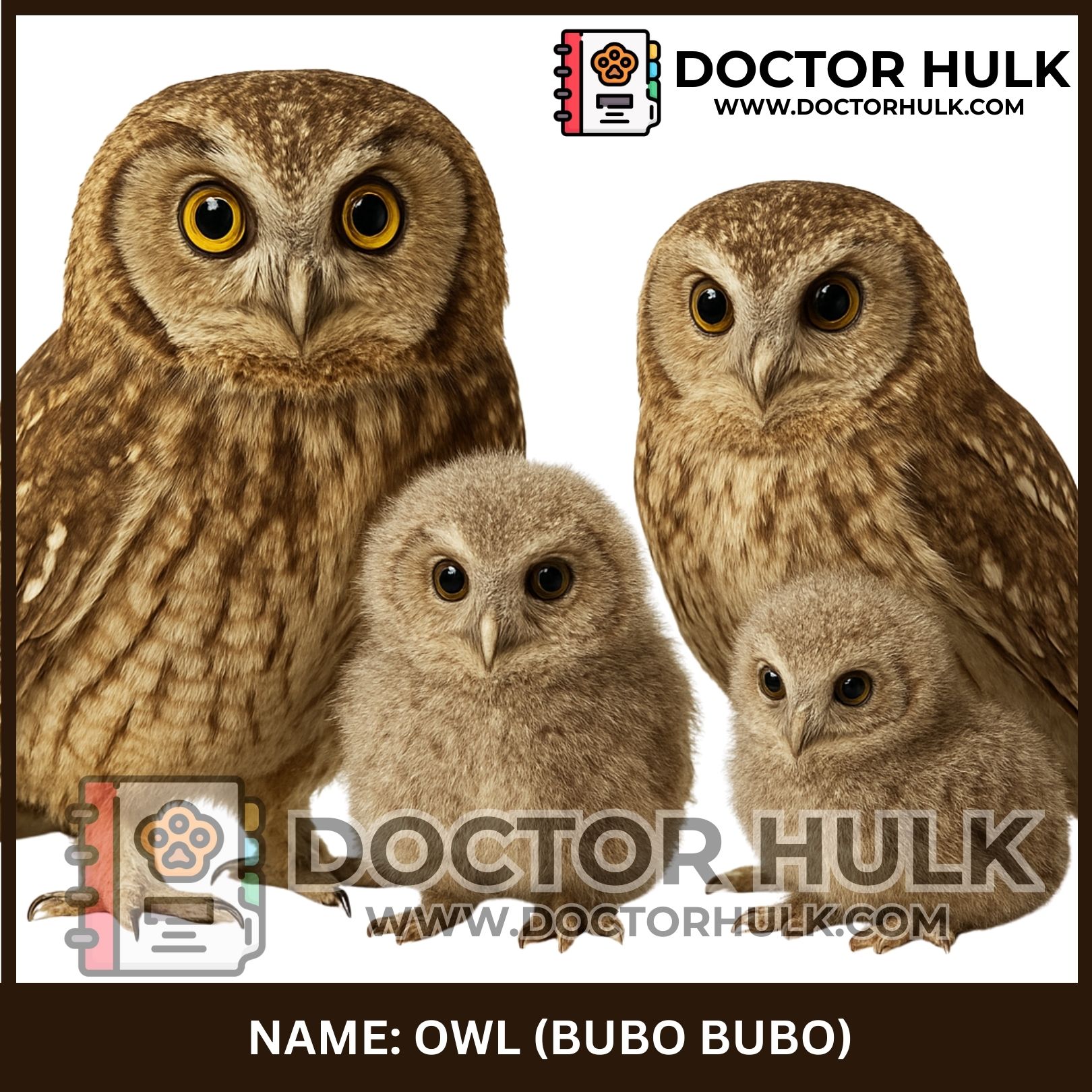 Owl_20250925_110909_0114