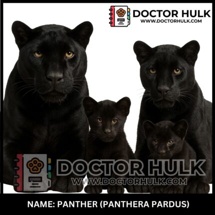 Panther