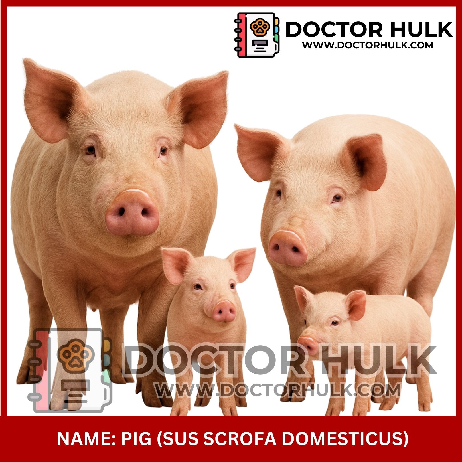 Pig_20250925_110908_0100