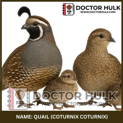 Quail