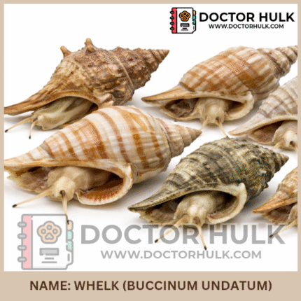 Whelk