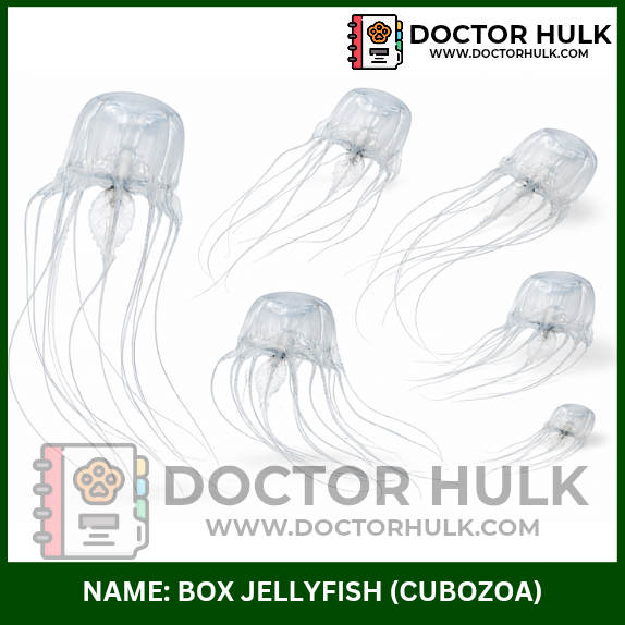 Box jeelyfish Doctorhulk.com