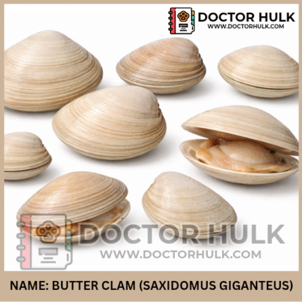 Butter Clam