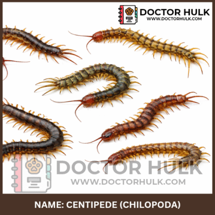 Centipede