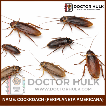 Cockroach Doctorhulk.com