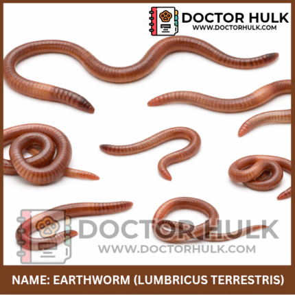 Earthworm