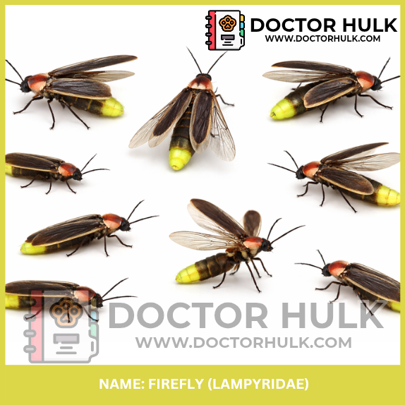 Firefly image Doctorhulk.com