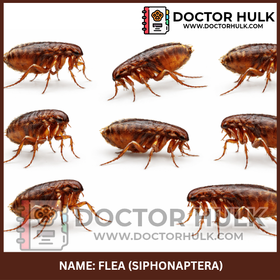 Screenshot 2026-02-11 9.40.39 PM