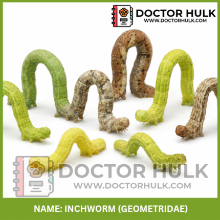 Inchworm