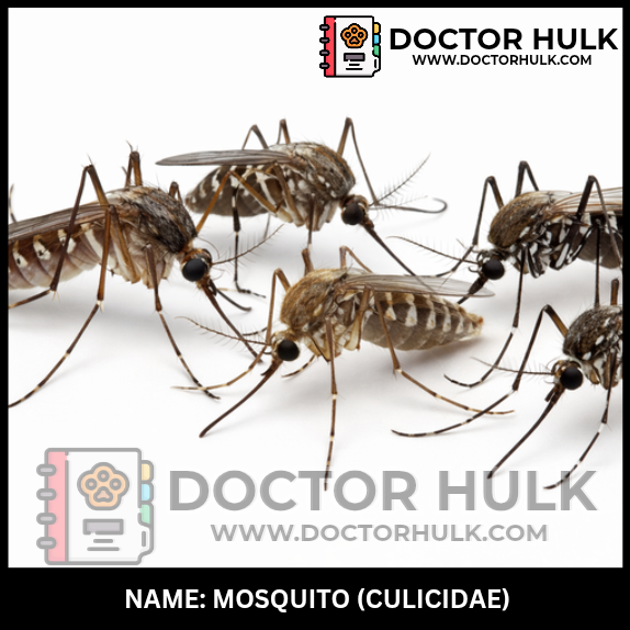 Mosquito image Doctorhulk.com