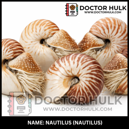 Nautilus