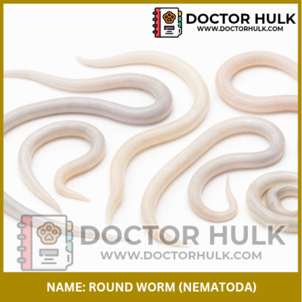 Roundworm