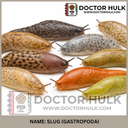 Slug