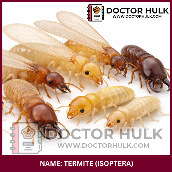 Termite Doctorhulk.com