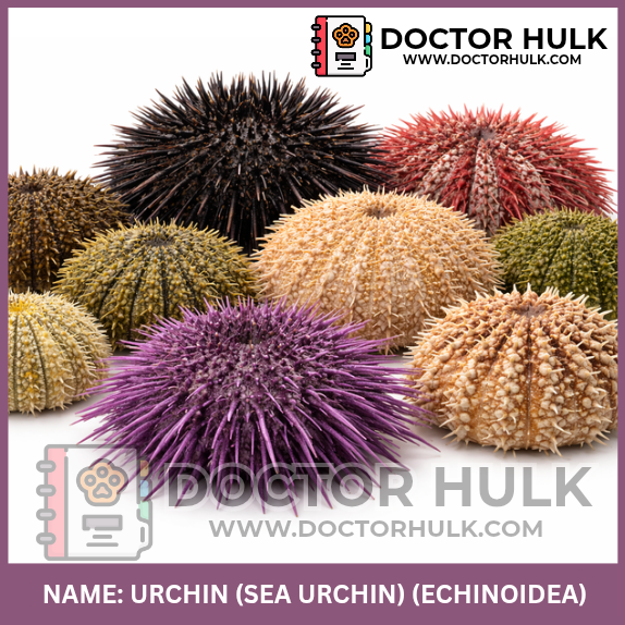 Urchin (Sea urchin) Doctorhulk.com