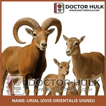 Urial