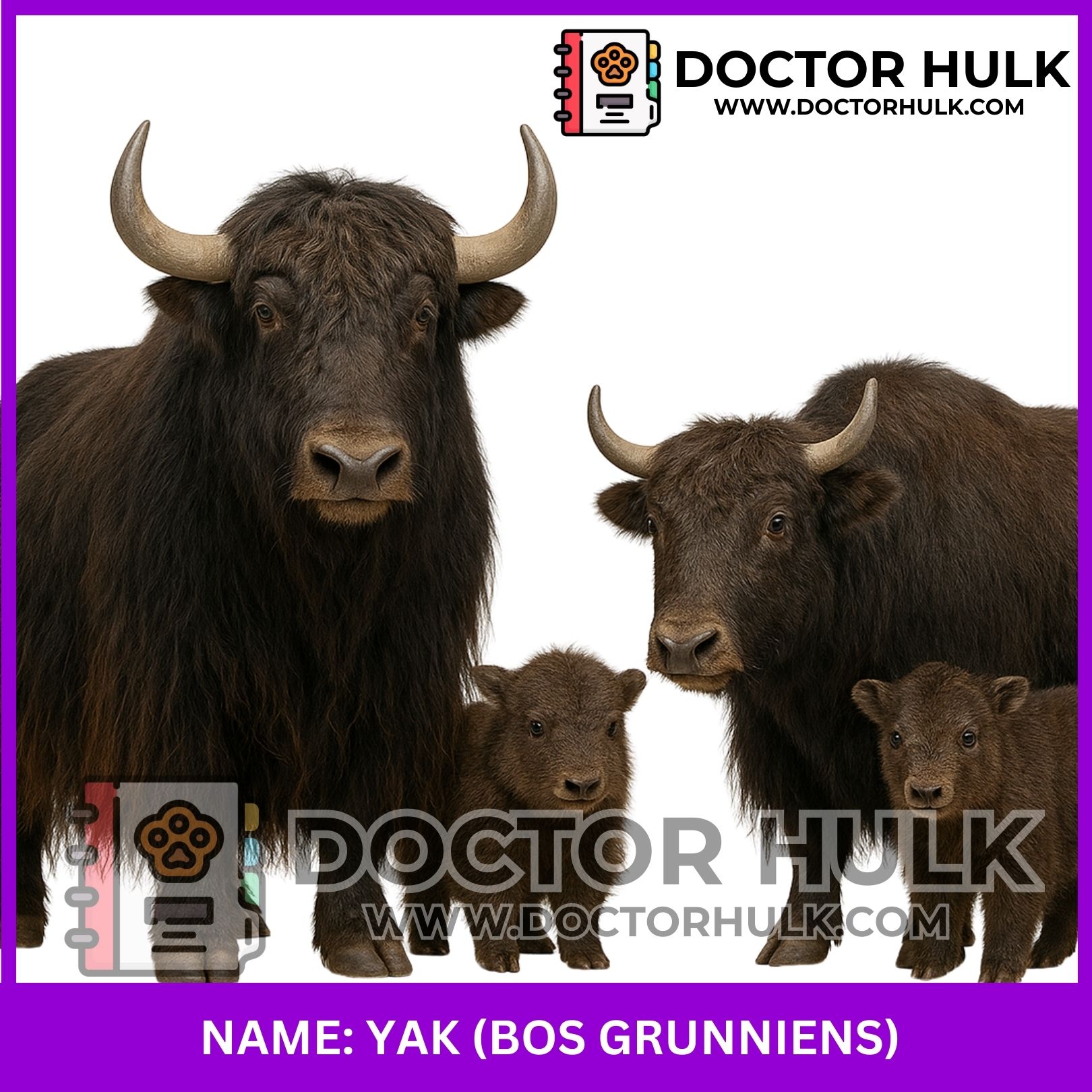 Yak_20250925_110908_0098