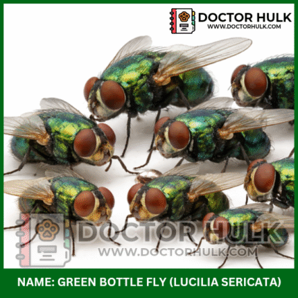 Green bottle fly Doctor Hulk