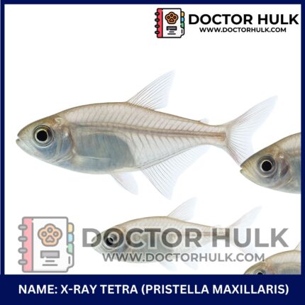 X-ray Tetra